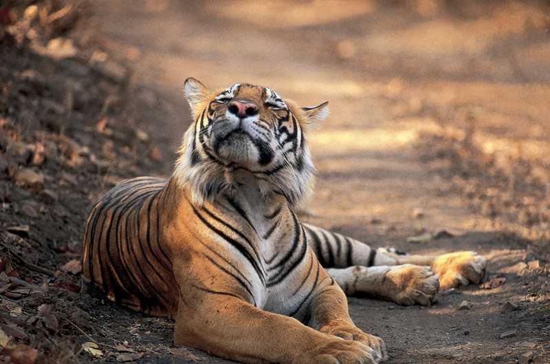 Sariska Tiger Reserve, road trip from Delhi