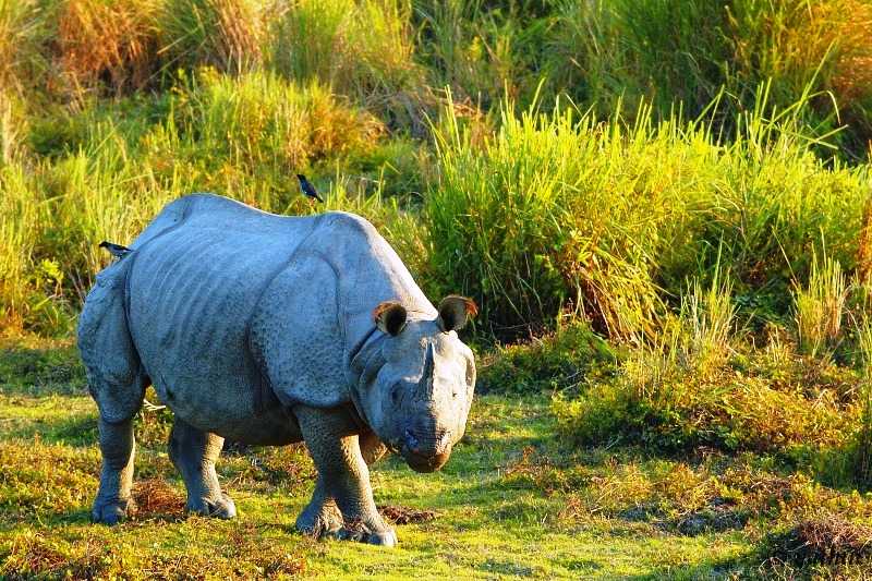 Kaziranga Wild Life Sanctuary, located in the Northeastern state of Assam in the flood plains of the Brahmaputra River’s south bank, was declared a World Heritage Site by UNESCO in 1985 for its unique natural environment. It was first established as a reserved forest in 1908 to protect the dwindling species of Rhinoceros. It underwent several transformations over the years, as The Kaziranga Game Sanctuary in 1916, renamed as Kaziranga Wild Life Sanctuary in 1950, and declared a national park in 1974. The park, which covers an area of 42,996 hectares (106,250 acres), has the distinction of being home to the world's largest population of the Great Indian One-Horned Rhinoceros. There are many other mammals and birds species in the sanctuary.