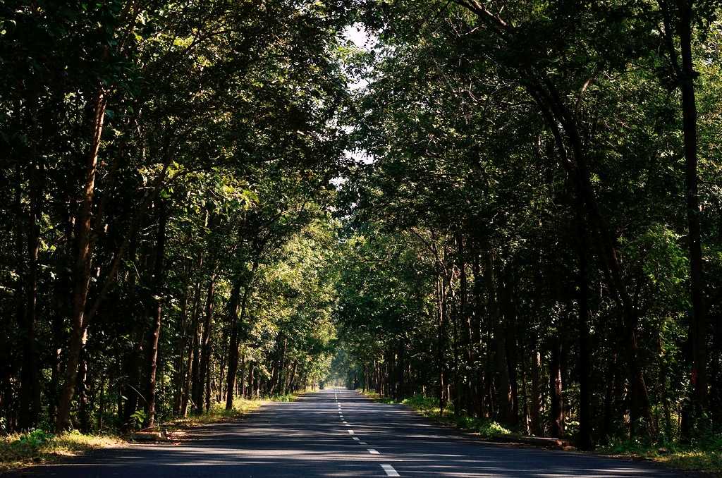 Road between the forests, Bhadrachalam (Picture credits- ChanduBandi)