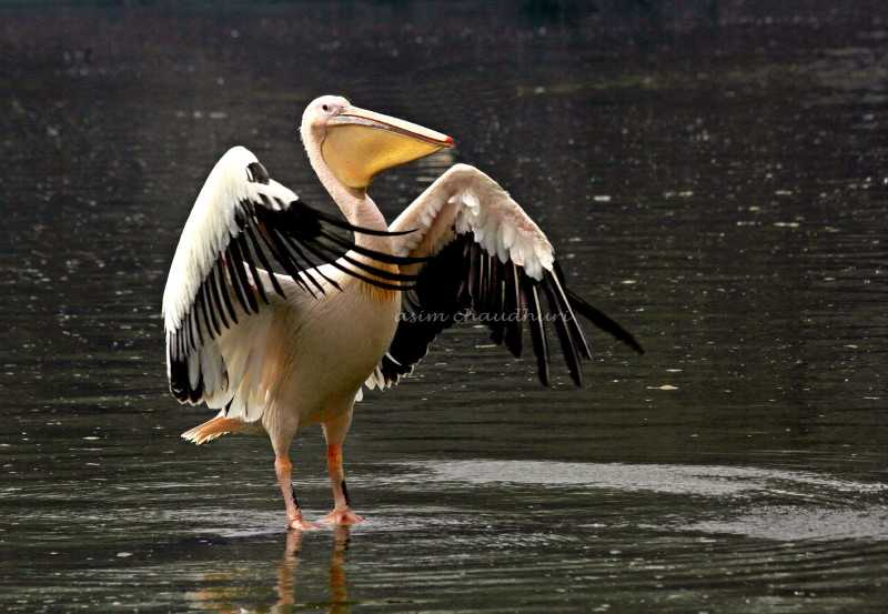Bharatpur, places to visit in november in india