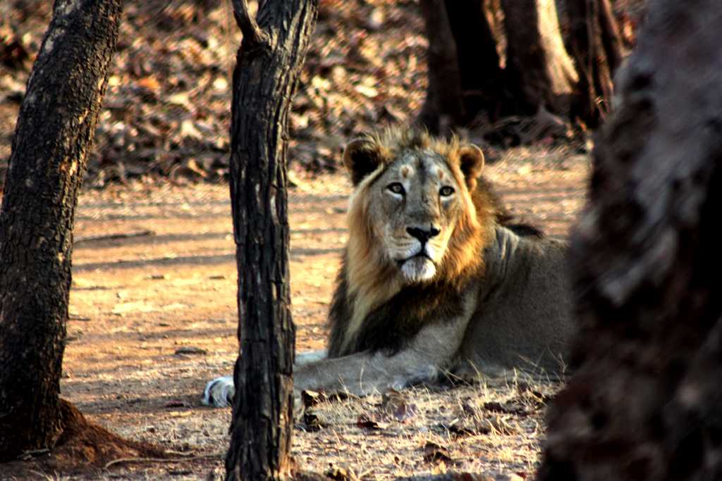 Gir, places to visit in winter in India.