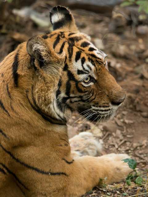 Ranthambore, Places to visit in india in december 