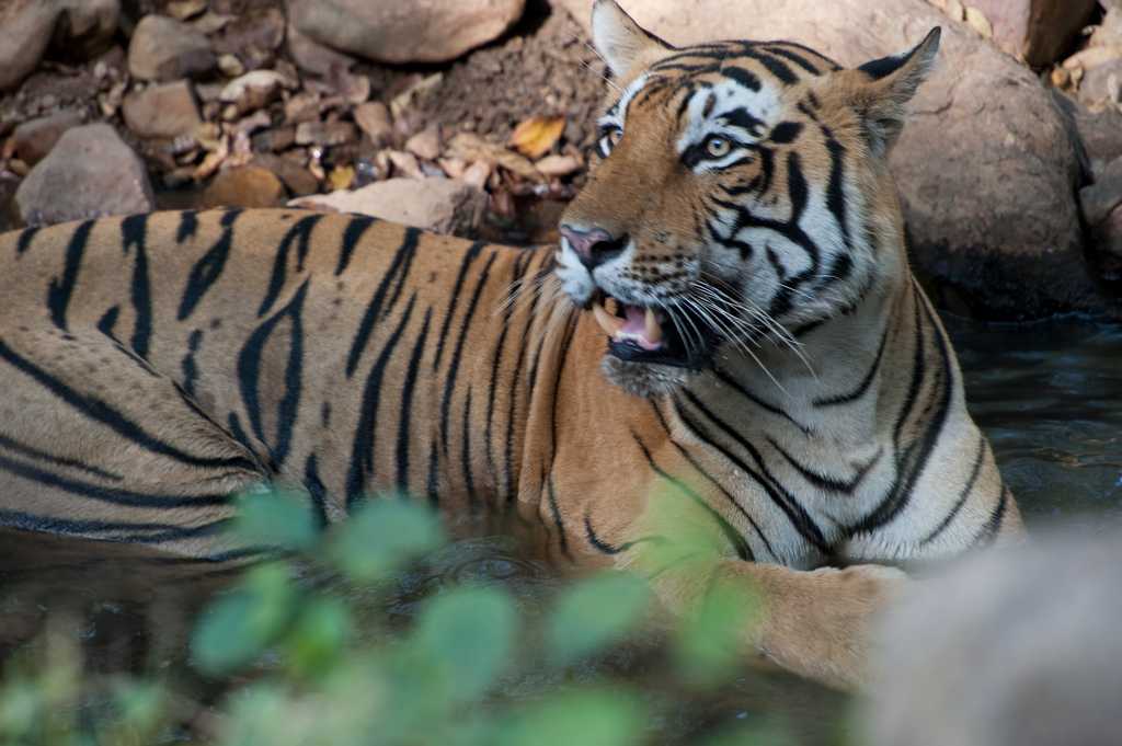 Ranthambore, places to visit in winter in India.