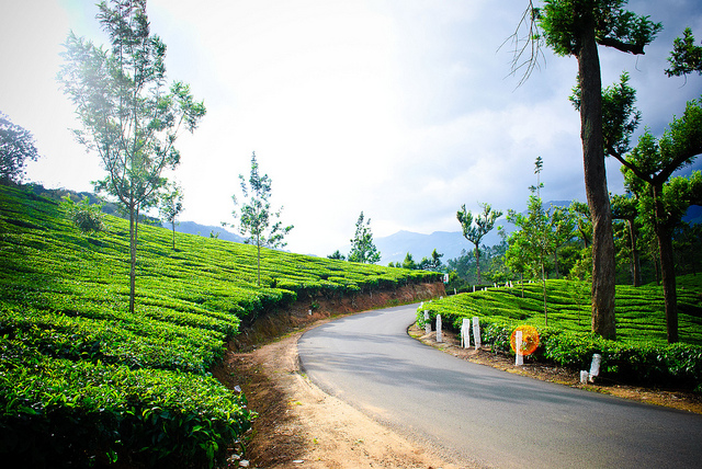 Chennai to Munnar, best road trips in India