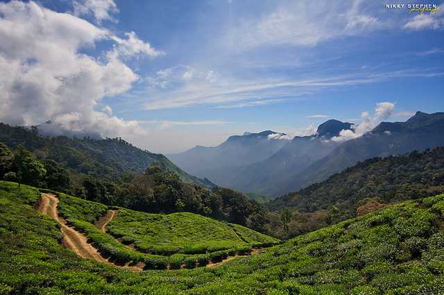 Munnar, Winter Holiday Destination from Mumbai