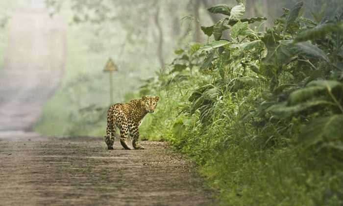 Tadoba tiger reserve offbeat vacation india