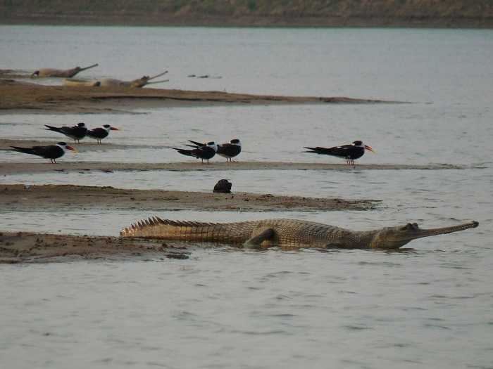 National Chambal Wildlife Sanctuary offbeat travel 