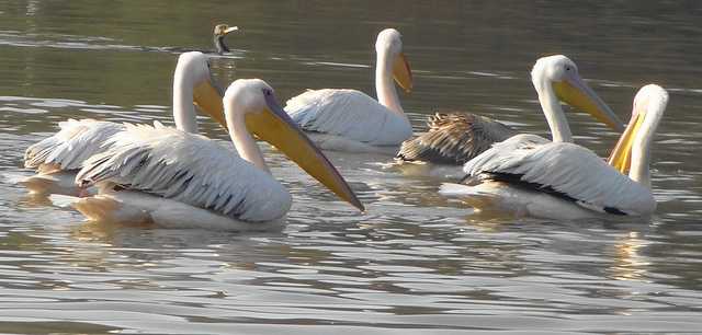 Bharatpur Bird Sanctuary, Places near delhi winters