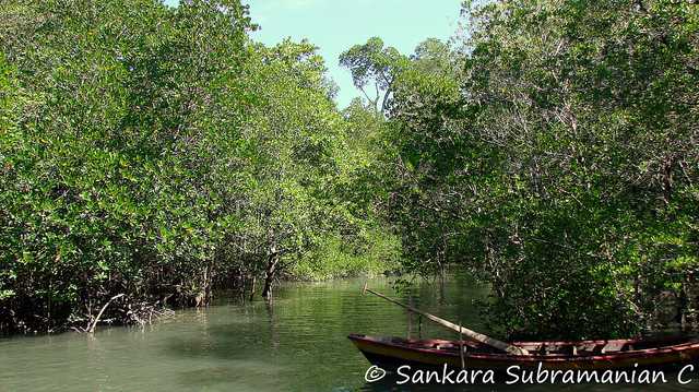 Baratang island andaman