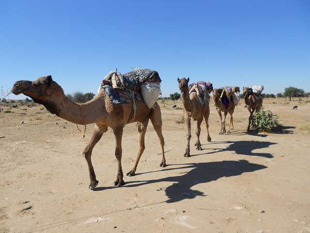 Camel Safari, Jaisalmer Desert Safari