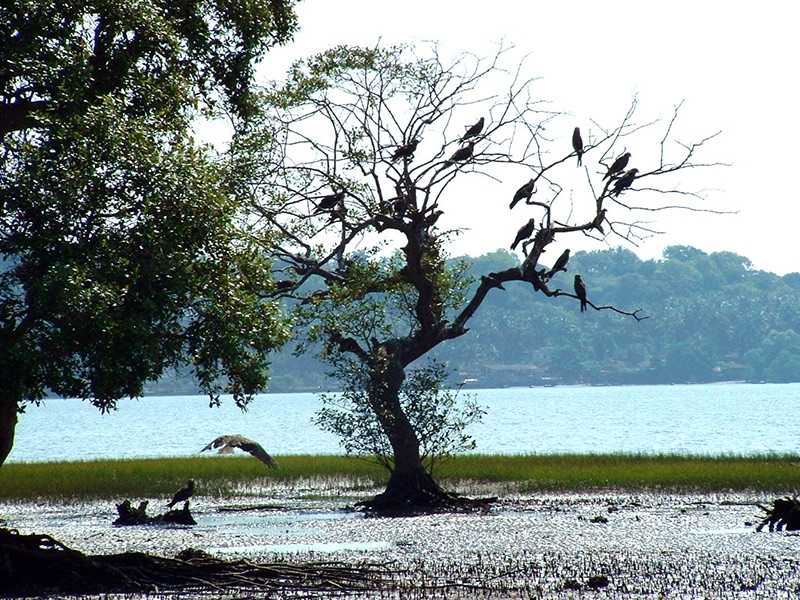 ghosu bird sanctuary nagaland