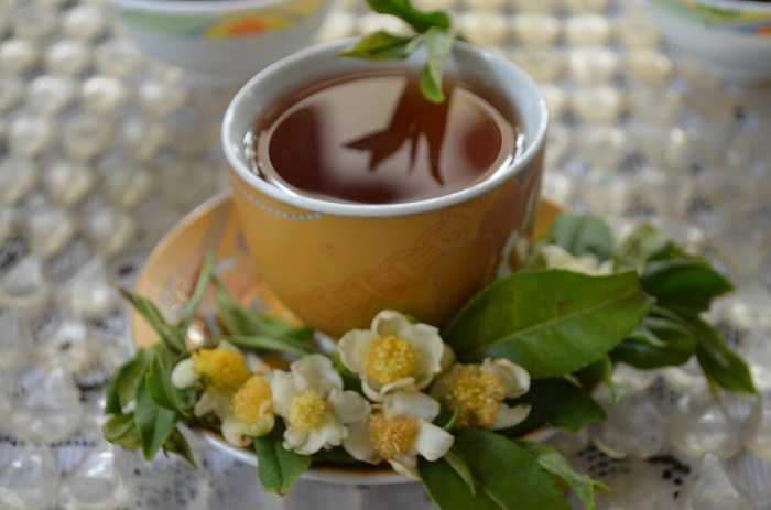 Darjeeling Tea  