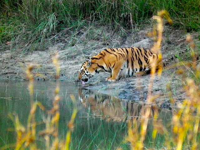 Pench Tiger reserve, Tiger Reserves in India