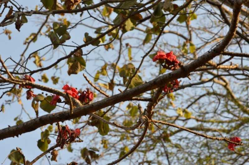Gulmohar flowers at Nagla Sanjay Gandhi National park