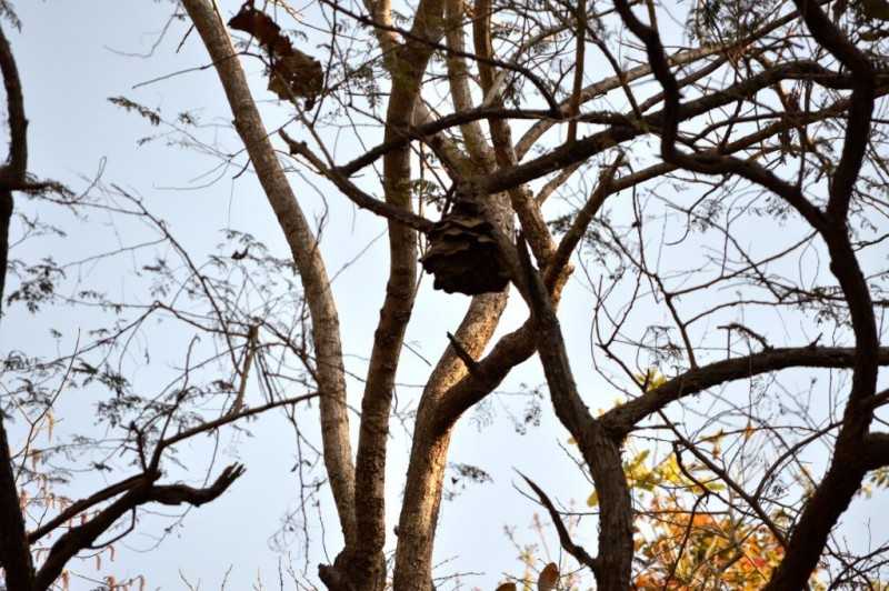 A pagoda ant nest Sanjay Gandhi National Park 