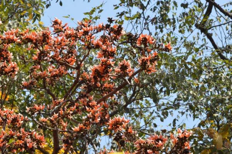 The flame of the forest Palash at Sanjay Gandhi National Park 