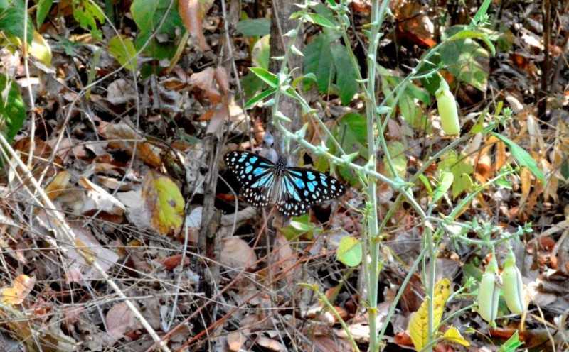 The Blue tiger butterfly at Sanjay gandhi National Park 