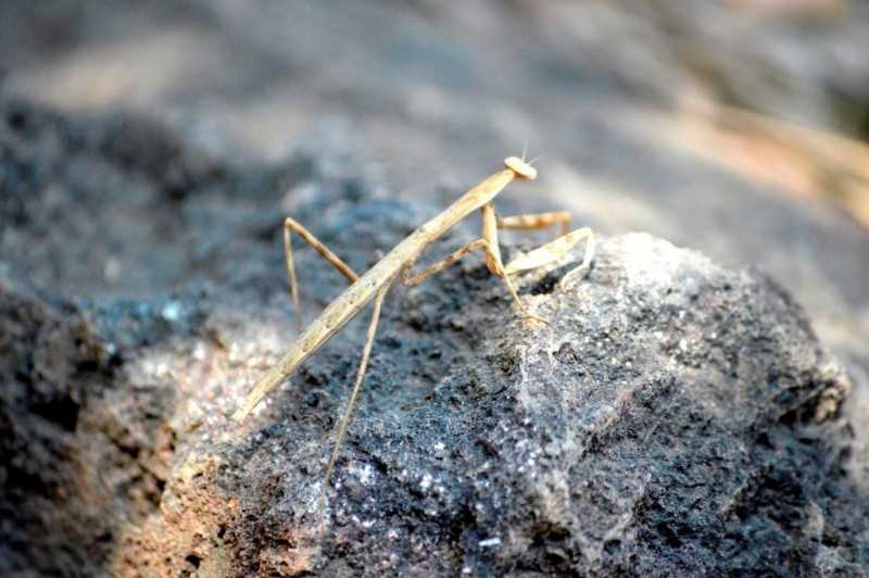 A praying mantis at Nagla