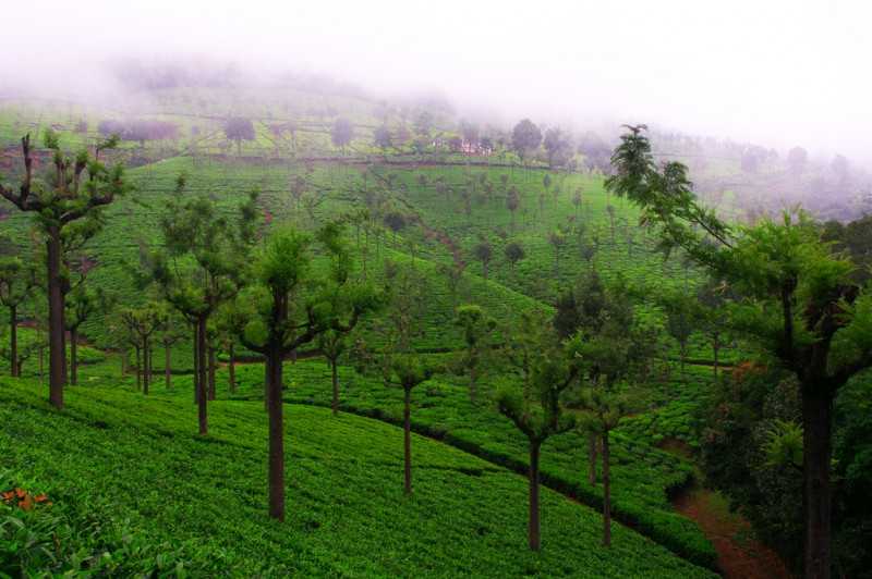 Tea estates in Coonoor in tamil Nadu