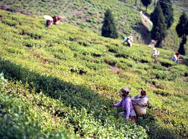 Darjeeling - Best places to visit in May in India