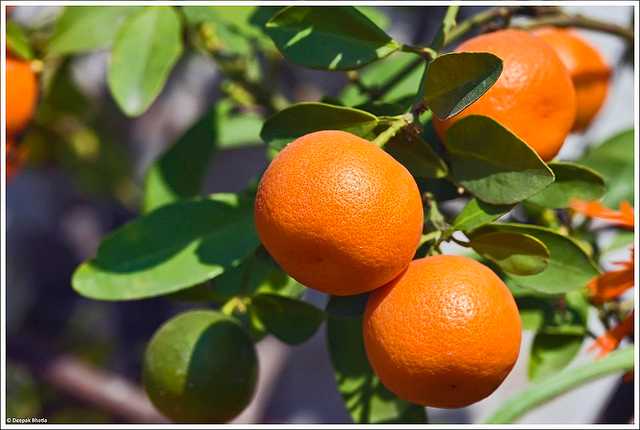 oranges from north India - places for fruit picking