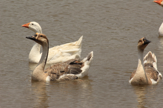 A paddle of ducks wades across the Vanganga Lake