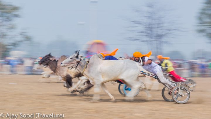 Bullock Cart Race, Kila Raipur, Punjab