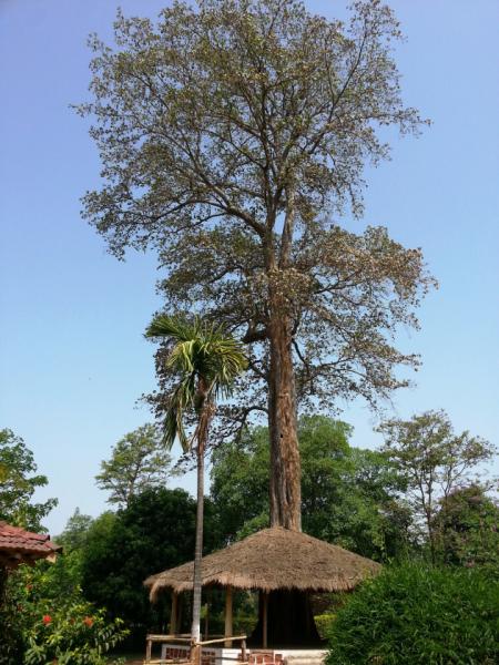 This towering tree reminds me of ‘Jack and the Beanstalk’