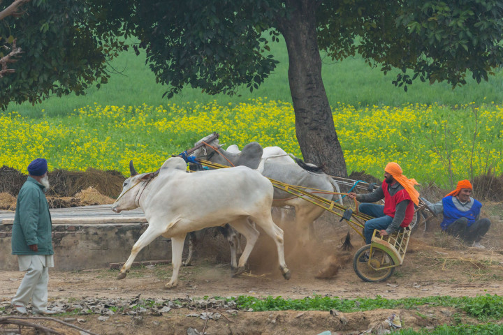 Trying to stop the bullocks after the finish line, rather unsuccessfully