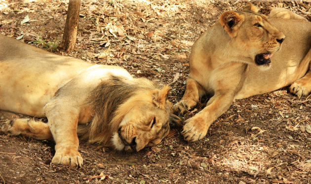 The lioness guards while the King of the Jungle sleeps [Shot during the Lion Safari]