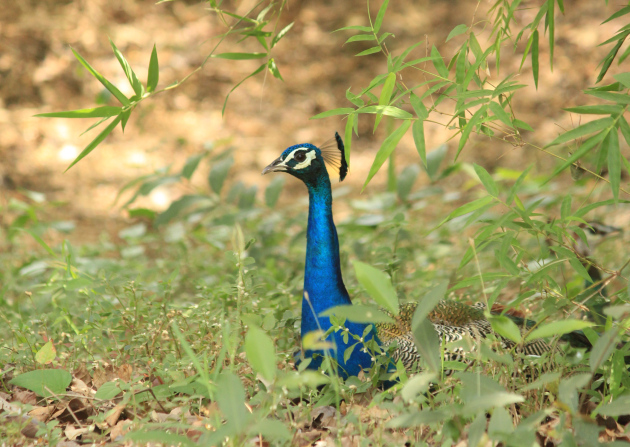 I was fascinated by the striking blue neck of India’s national bird – the peacock