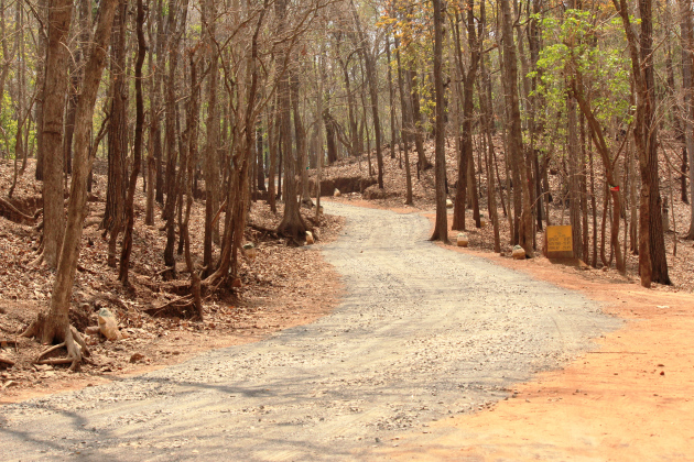 Our jeep zips through a narrow road in the forest