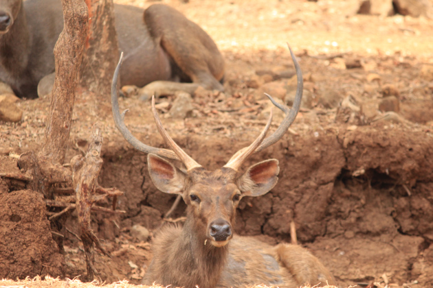 This sambar is perfectly camouflaged in her earthy dwelling