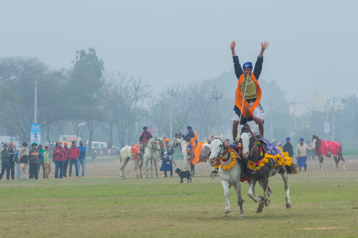 Daredevilry of standing upright and riding two galloping horses