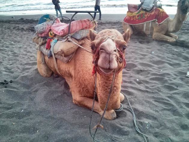 Friendly camels at Jampore Beach