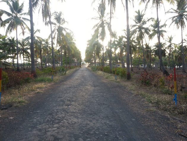 Palm trees line a secluded road in this little union territory
