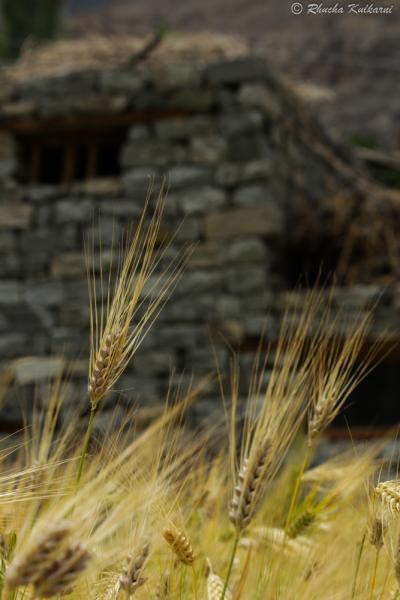 Barley cobs and stone homes