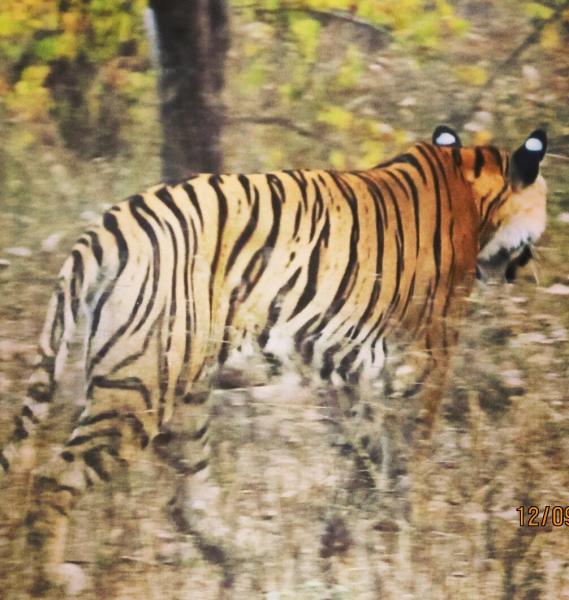 Tiger at Ranthambore