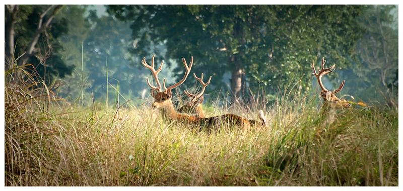 Kanha National Park - Best Wildlife Safaris in India 