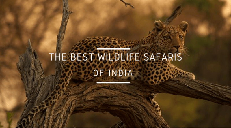 13 Best Wildlife Safaris in India to Visit in 2023
