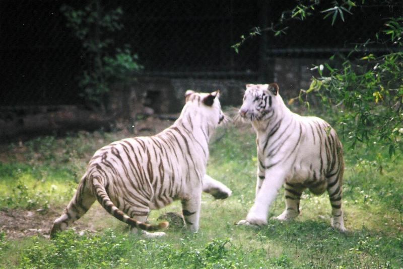 National Zoological Park - Places In Delhi For Children 