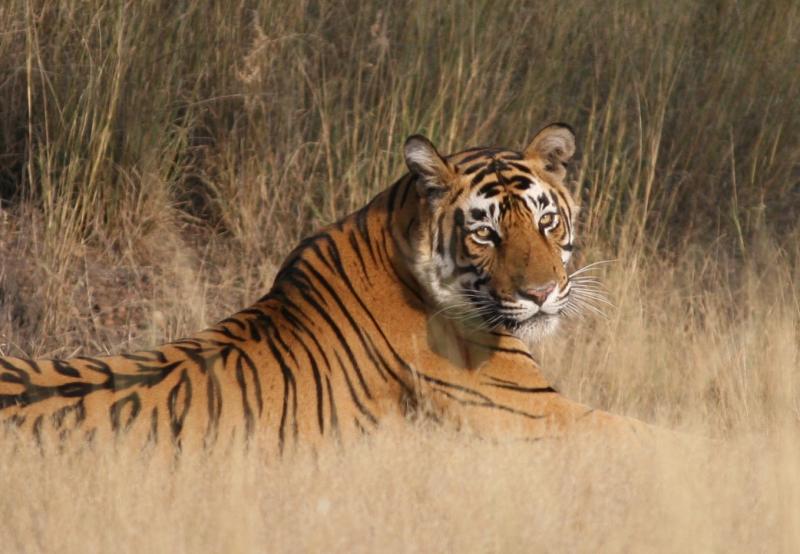 Ranthambore - Best Wildlife Safaris in India 