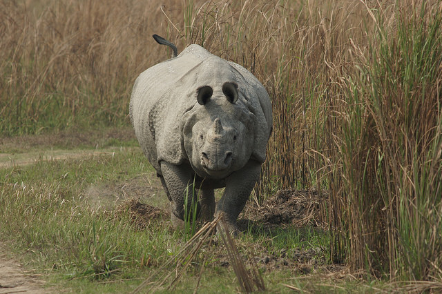 Kaziranga - Road Trips from Guwahati in North-East India