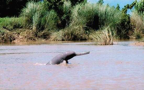 Gangetic Dolphins at Garhmukteshwar, road trips from delhi