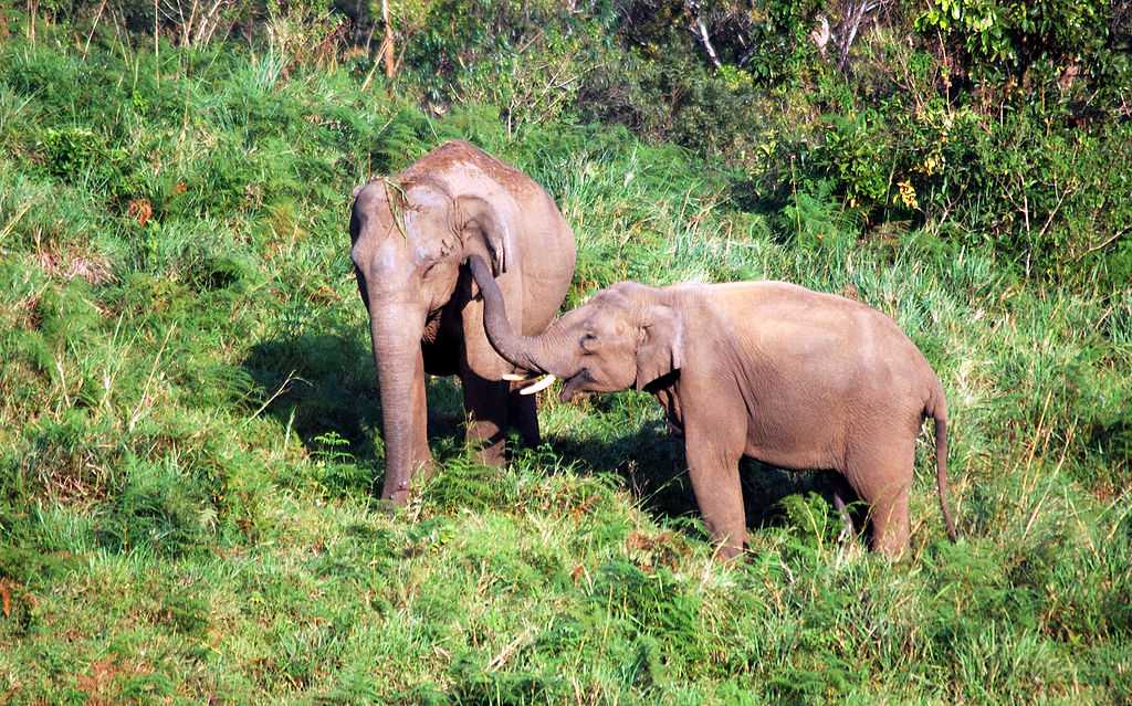 Elephant sight seeing in Gavi, places to visit in South India