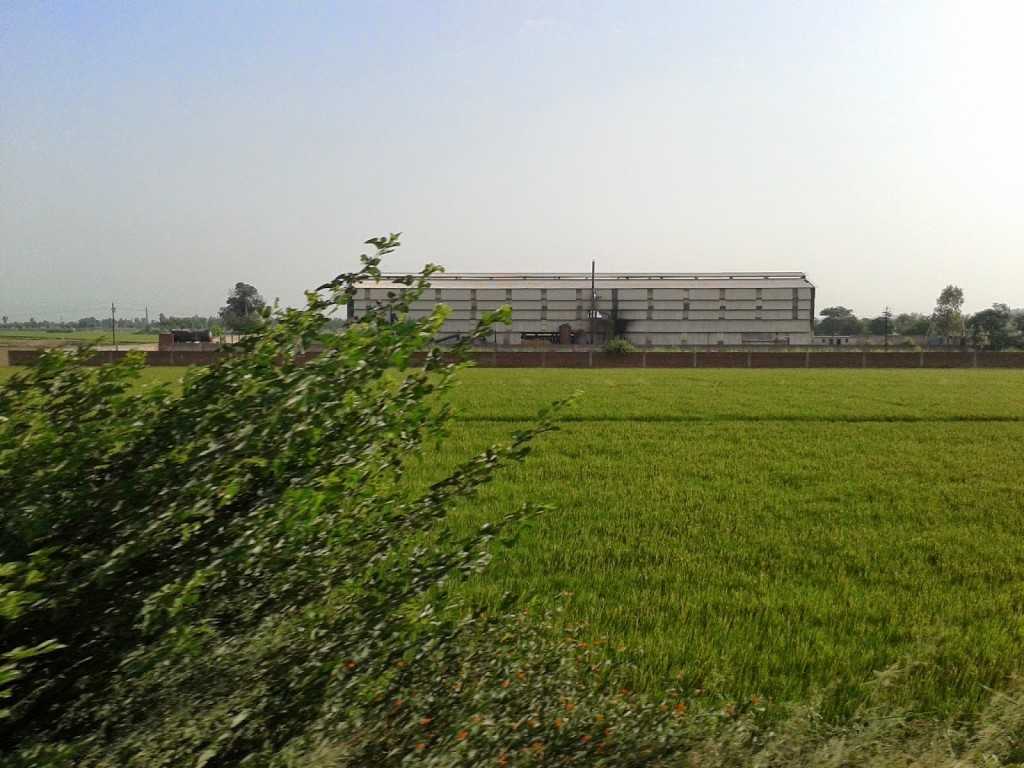 The way through Punjab, is rightfully dominated by fields and fields of paddy.