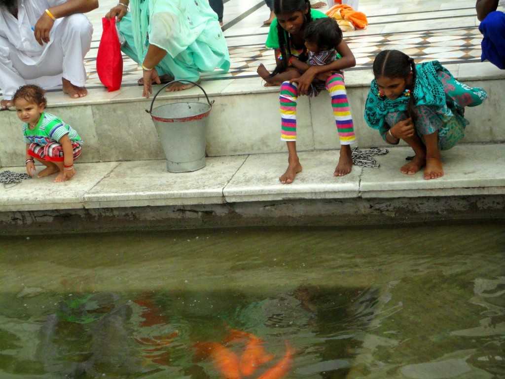 A friend told me to sit by the pond and look quietly at the many golden fish. I did just that