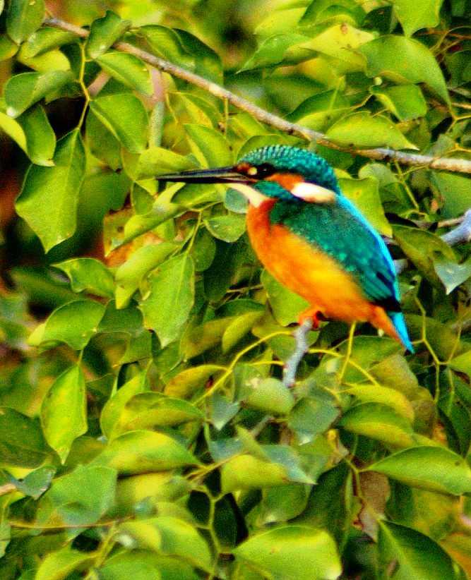 Manas Wildlife Sanctuary, world heritage site in india