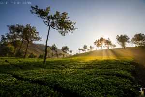 Munnar, Honeymoon destinations in India