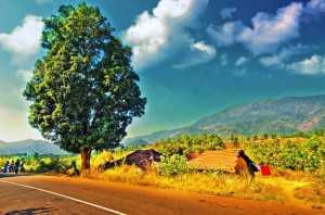 Road to Araku Valley (Credits: Source)
